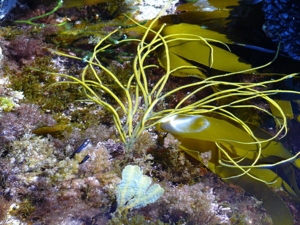 Bootlace Seaweed